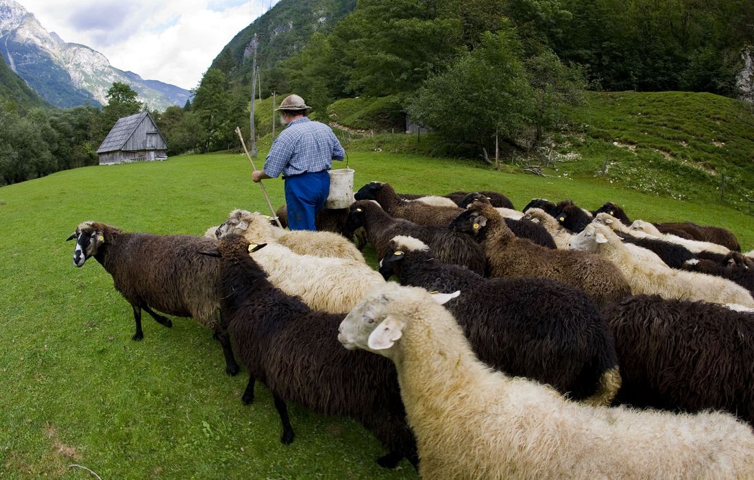 Trenta, a shepherd drives his sheep to alpine pasture